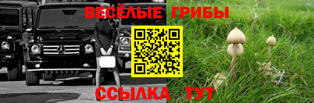 Тосно  Псилоцибиновые грибы MAGIC MUSHROOMS  Вход с VPN 